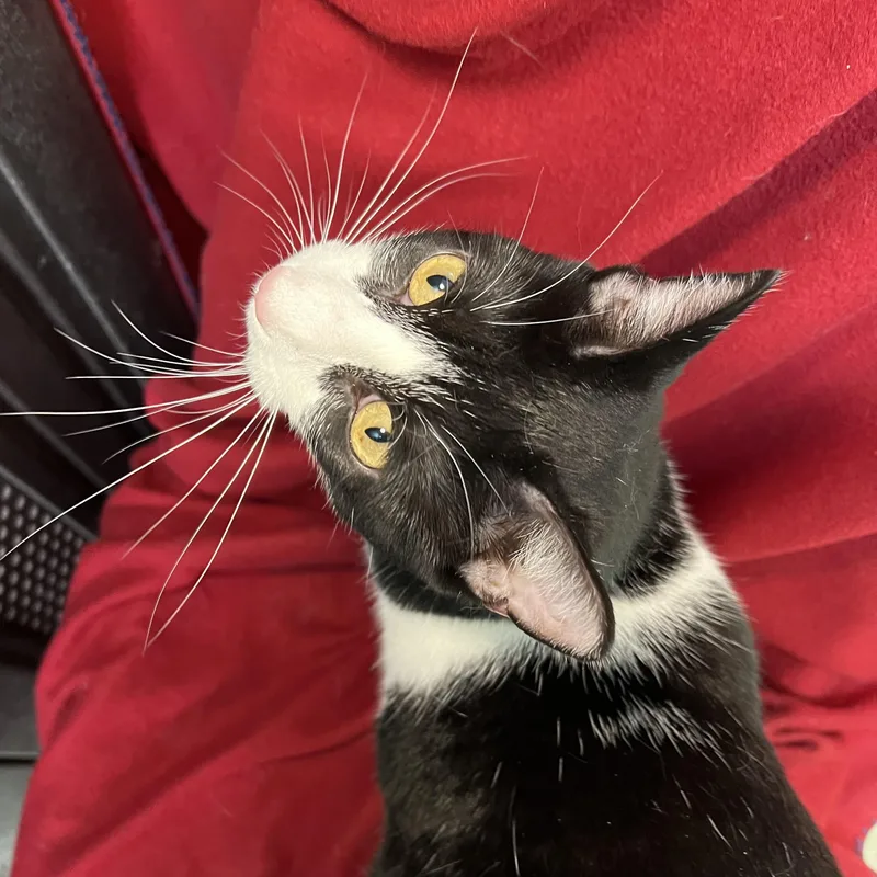 Leta  At PetSmart thumbnail 6