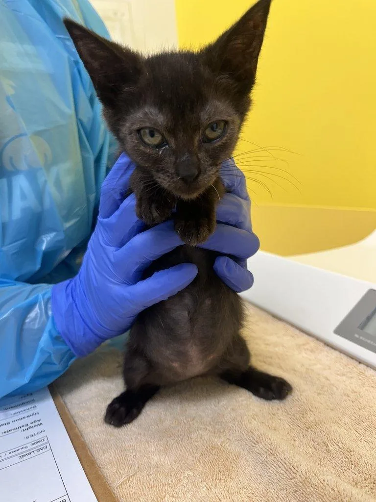 A baby small-sized female Black Domestic Short Hair cat named Kikki for adoption in Raleigh, NC