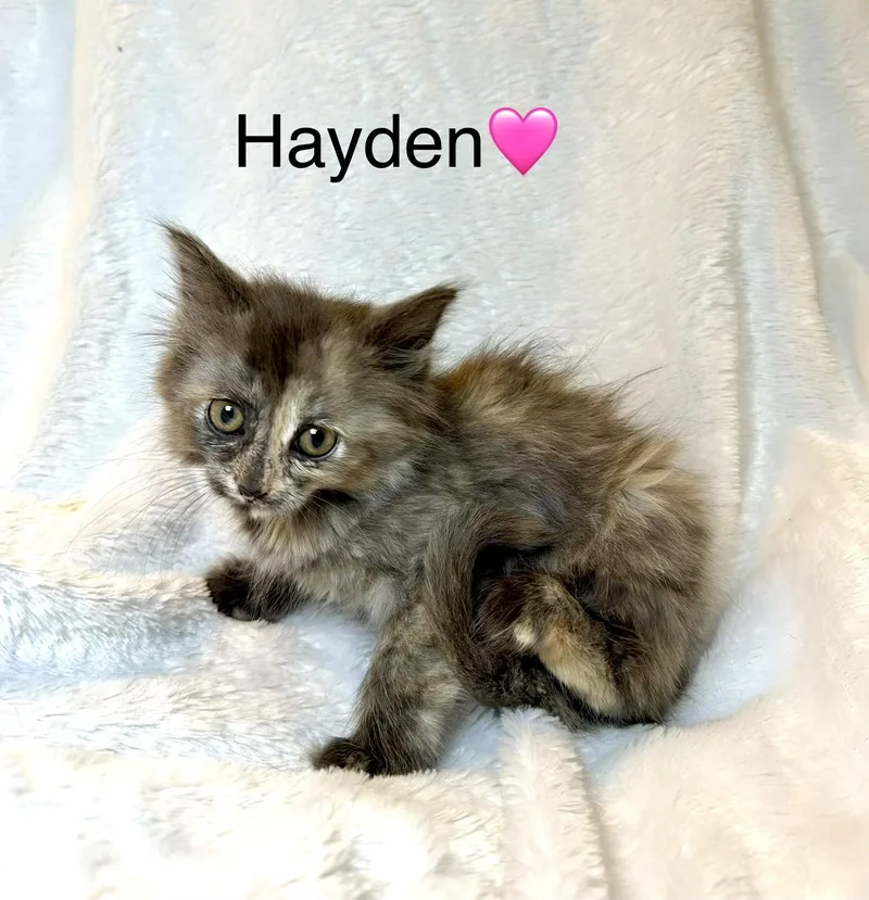 Hayden