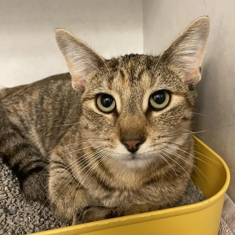 An adult medium-sized female Black Domestic Short Hair cat named Sybil Spooks for adoption in Dayton, OH