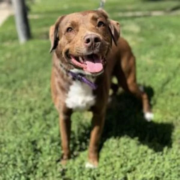 An adult large-sized female Labrador Retriever dog named Nala for adoption in Salisbury, MD