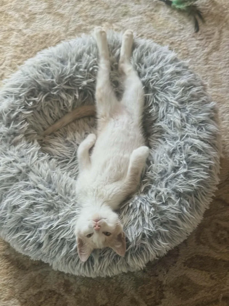 A young medium-sized female Orange & White Domestic Short Hair cat named Fig and Fredo for adoption in Belchertown, MA
