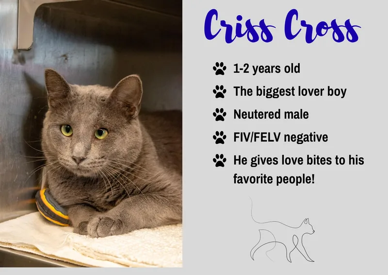 An adult large-sized male Domestic Short Hair cat named Criss Cross for adoption in Junction City, KS