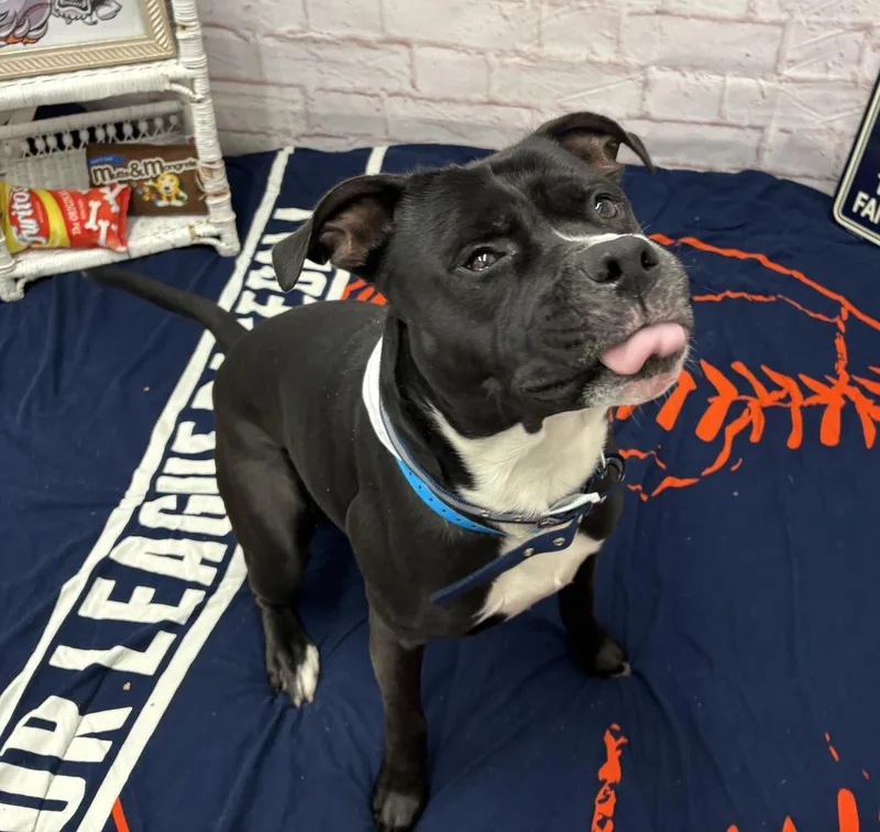 An adult large-sized male Mixed Breed dog named Rakharo for adoption in Detroit, MI