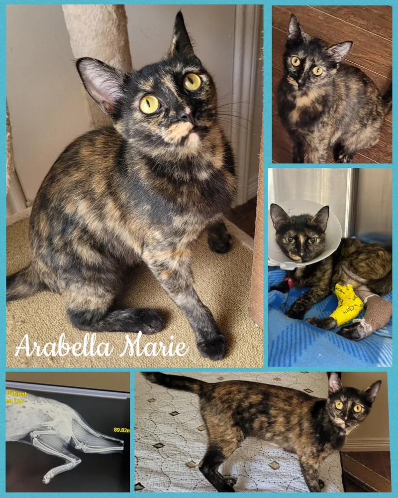 Arrabella Marie