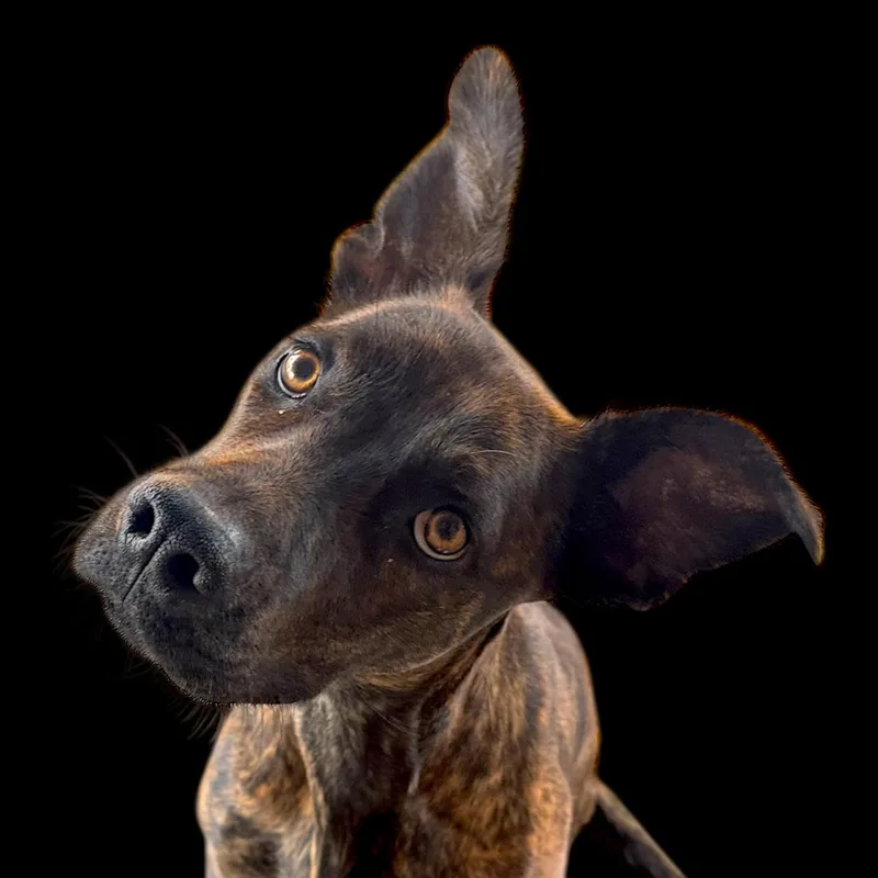 Cheeselouise thumbnail 2