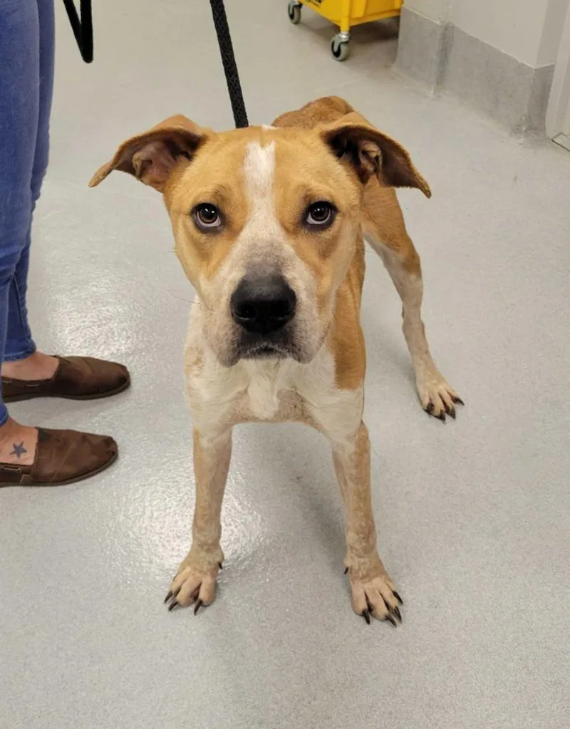 A young large-sized female American Staffordshire Terrier dog named Violet Parr for adoption in Chillicothe, OH