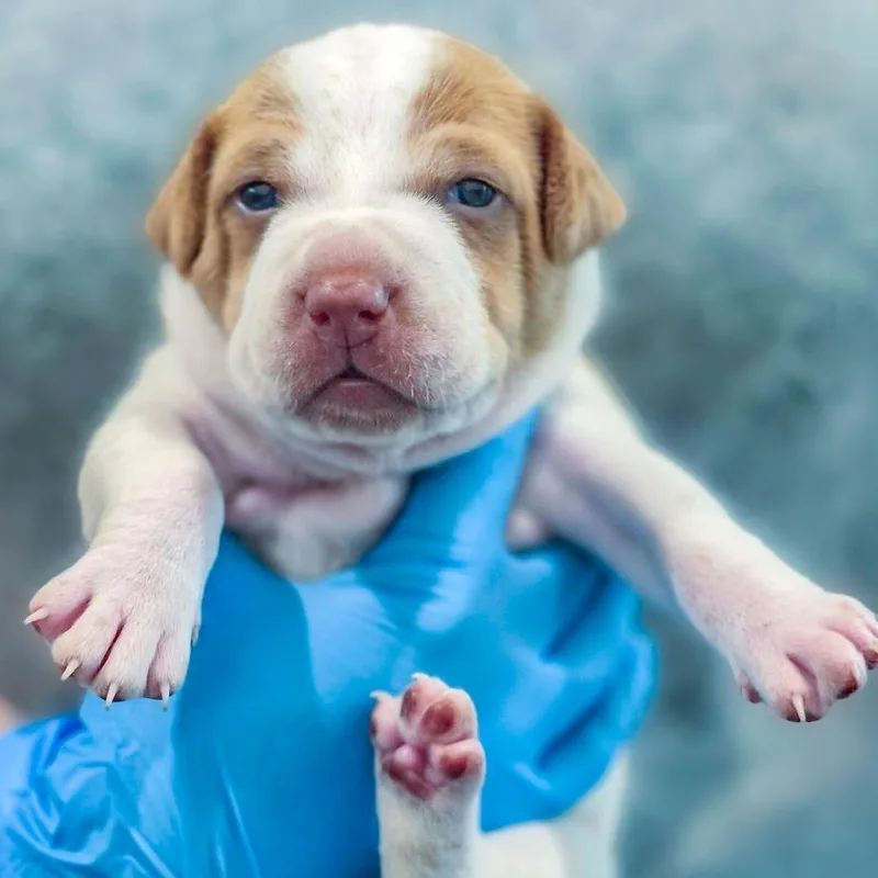 A baby small-sized female Hound dog named Florin for adoption in Chapel Hill, NC