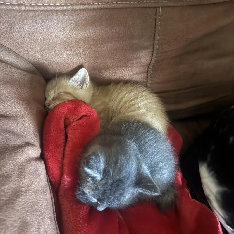 A baby medium-sized male Gray / Blue / Silver American Shorthair cat named Twilight for adoption in Houston, TX