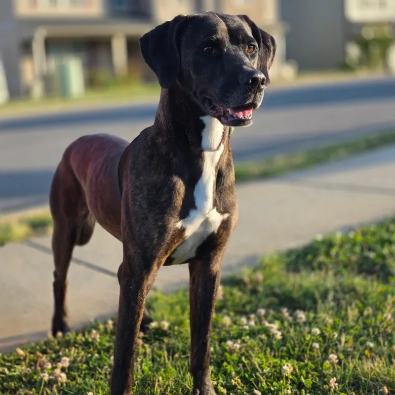 A young medium-sized male Brindle Black Labrador Retriever dog named Baloo for adoption in CLARKSVILLE, TN