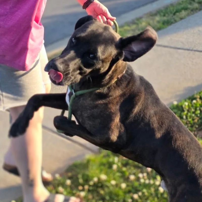 Baloo thumbnail 3