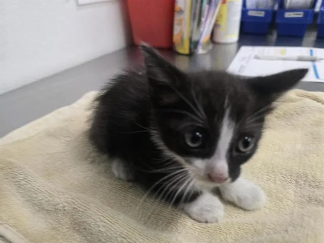 A baby small-sized male Domestic Short Hair cat named A for adoption in Camarillo, CA