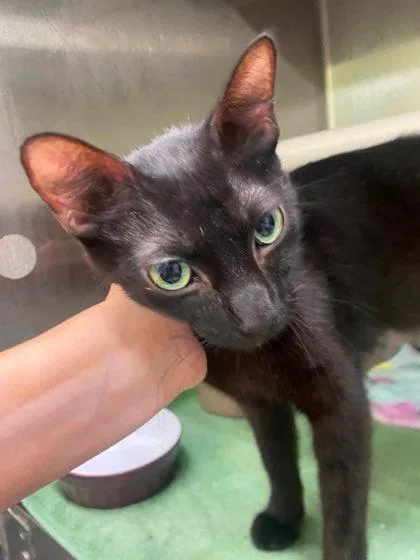 A young medium-sized female Domestic Short Hair cat named Pantera for adoption in Hobart, IN