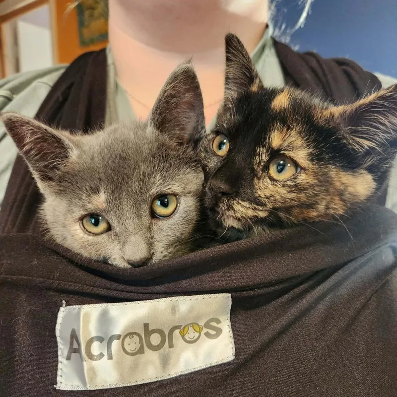 A baby small-sized female Tortoiseshell Domestic Short Hair cat named Paisley for adoption in Grand Rapids, MI