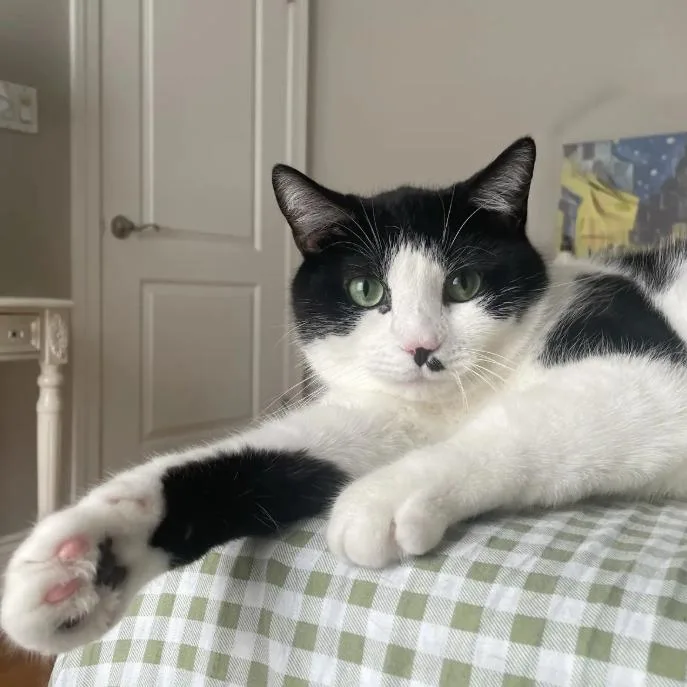 An adult large-sized male Black Domestic Short Hair cat named Big Ben for adoption in Evanston, IL