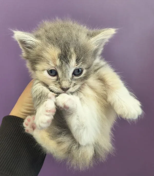 A baby small-sized female Domestic Long Hair cat named Chloe for adoption in Salt Lake City, UT