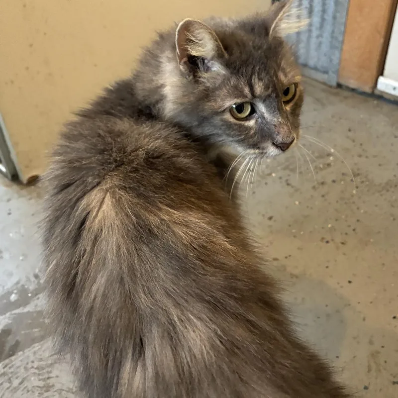 An adult medium-sized female Gray / Blue / Silver Domestic Long Hair cat named Sophie for adoption in Warrensburg, MO