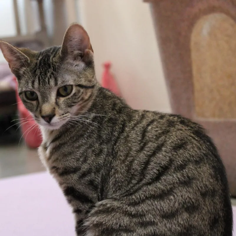 An adult large-sized female Brown / Chocolate Domestic Short Hair cat named Yama for adoption in Defiance, OH