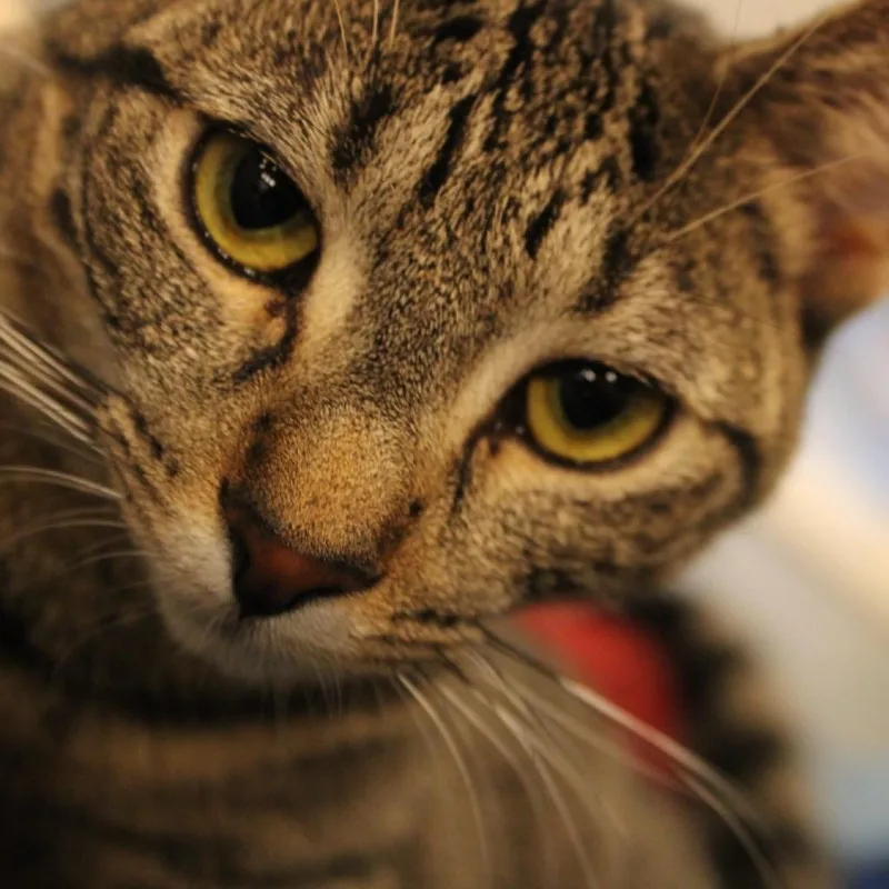 Yama thumbnail 4