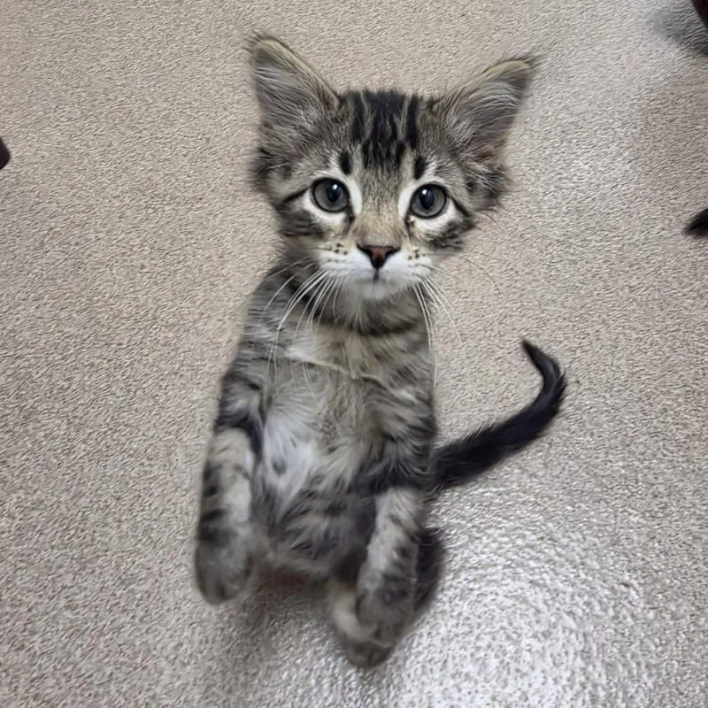 A baby small-sized female Domestic Medium Hair cat named Pisces for adoption in Oshkosh, WI