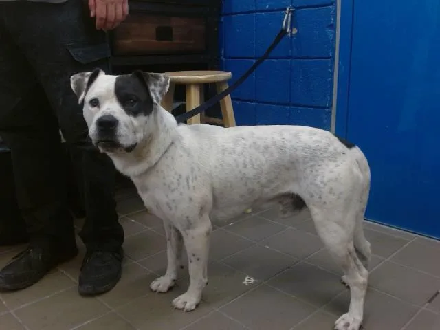 An adult medium-sized male Pit Bull Terrier dog named Tayson for adoption in Albuquerque, NM
