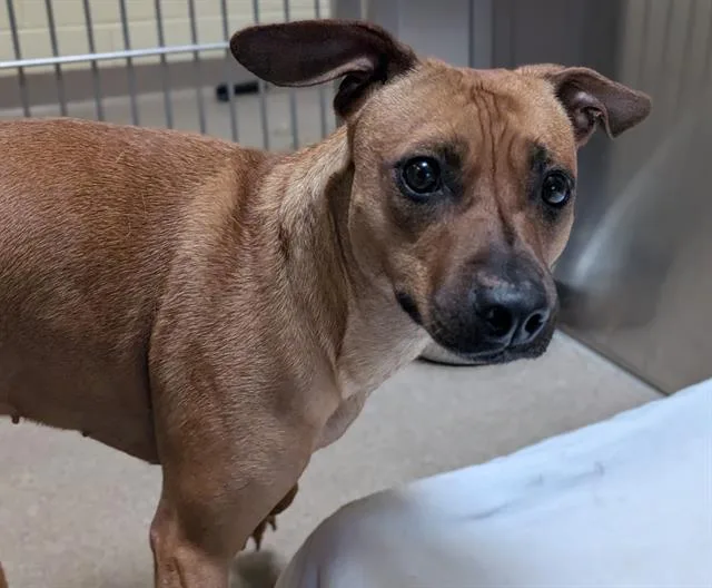 An adult small-sized female Chihuahua dog named Lady for adoption in Denver, CO