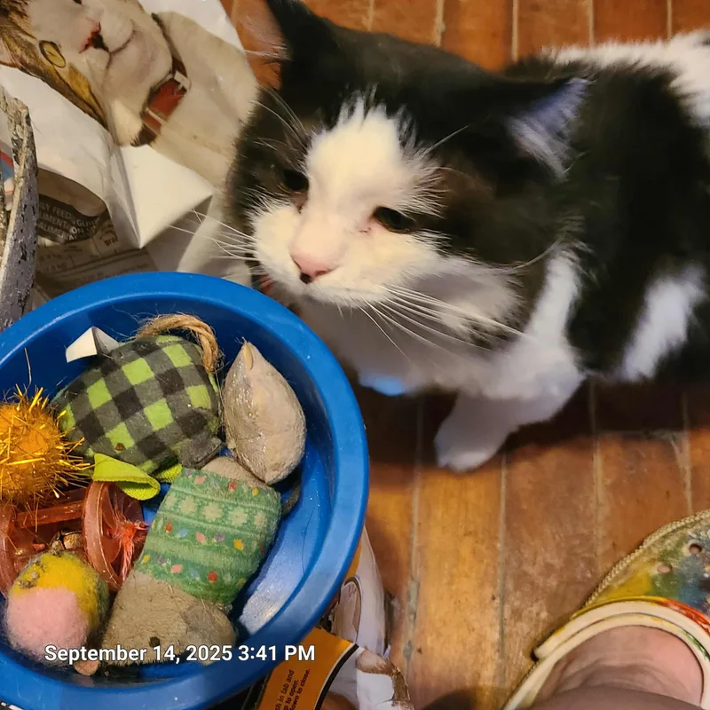 A senior large-sized male Black Domestic Medium Hair cat named Harold for adoption in Waynetown, IN