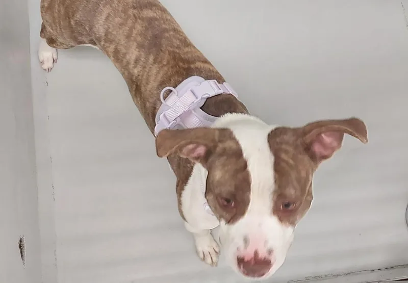 A young medium-sized male Terrier dog named Triton for adoption in Mocksville, NC