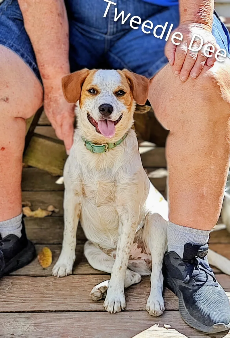 Tweedle Dee thumbnail 2