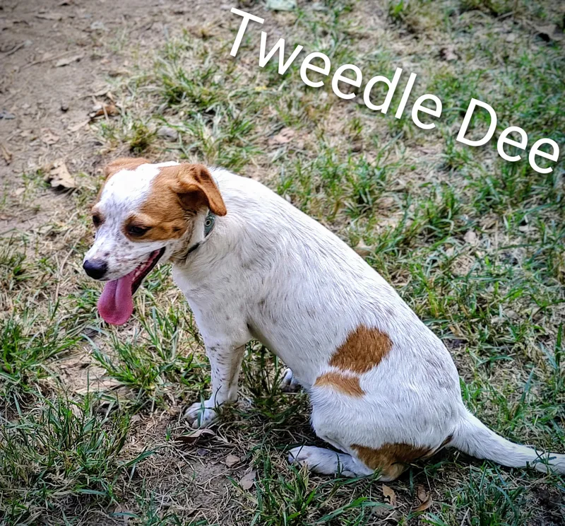 Tweedle Dee thumbnail 4