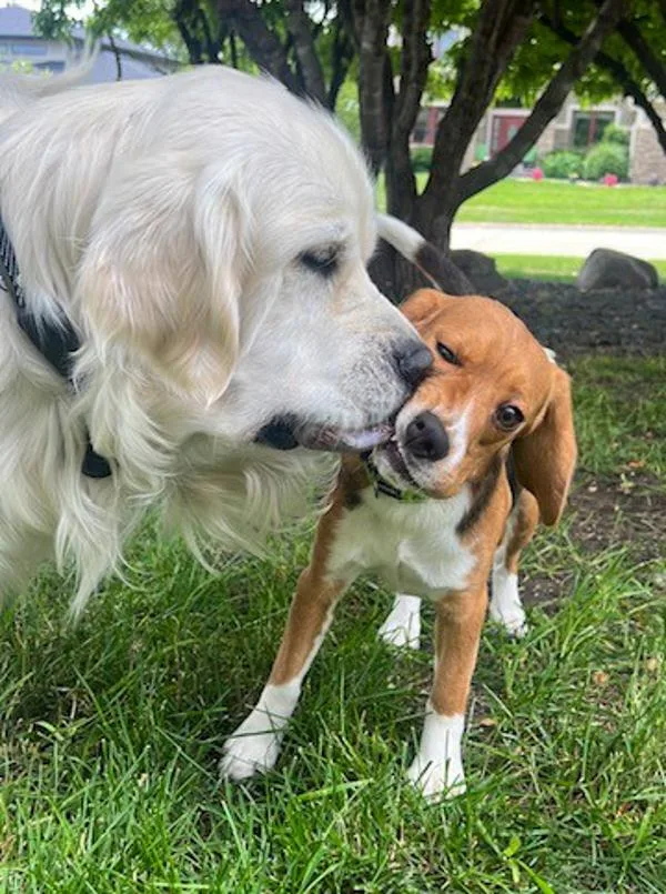 An adult small-sized male Beagle dog named Leo for adoption in Des Moines, IA