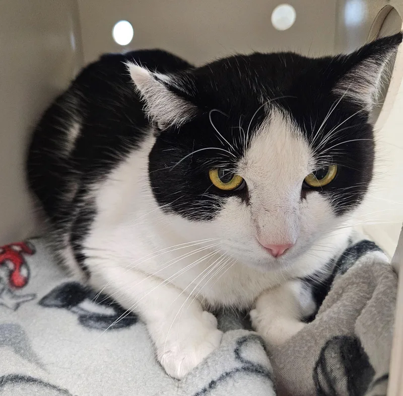 A senior medium-sized male Domestic Short Hair cat named Iver for adoption in Iowa City, IA