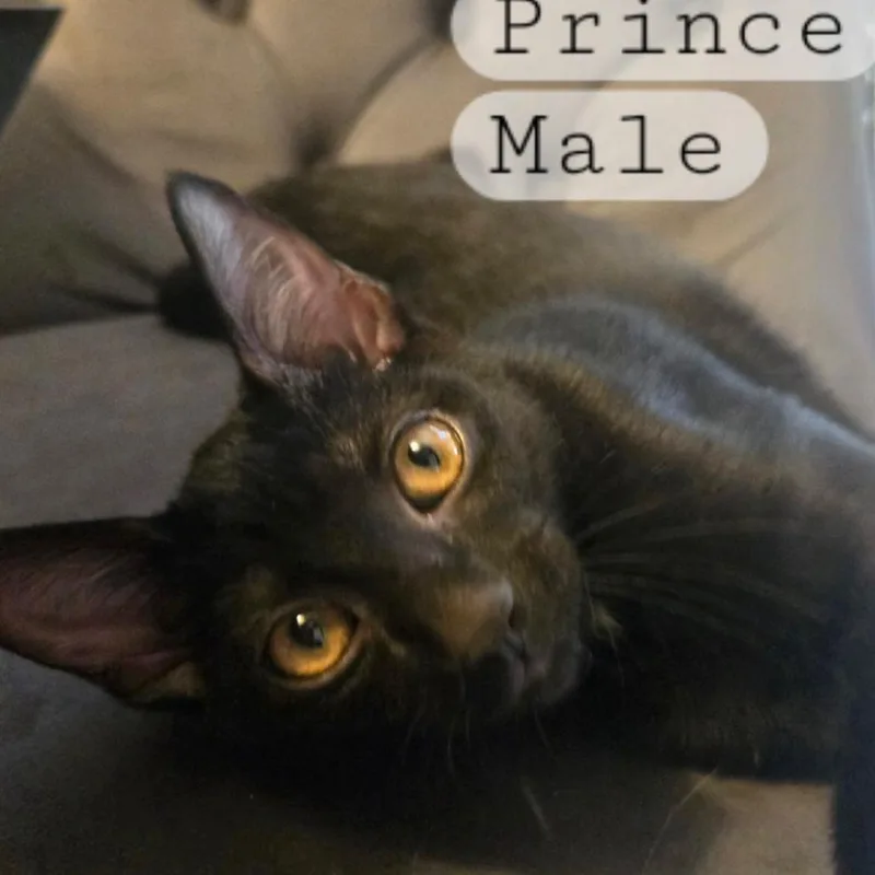 A baby small-sized male Black Domestic Short Hair cat named Prince for adoption in Granby, MO