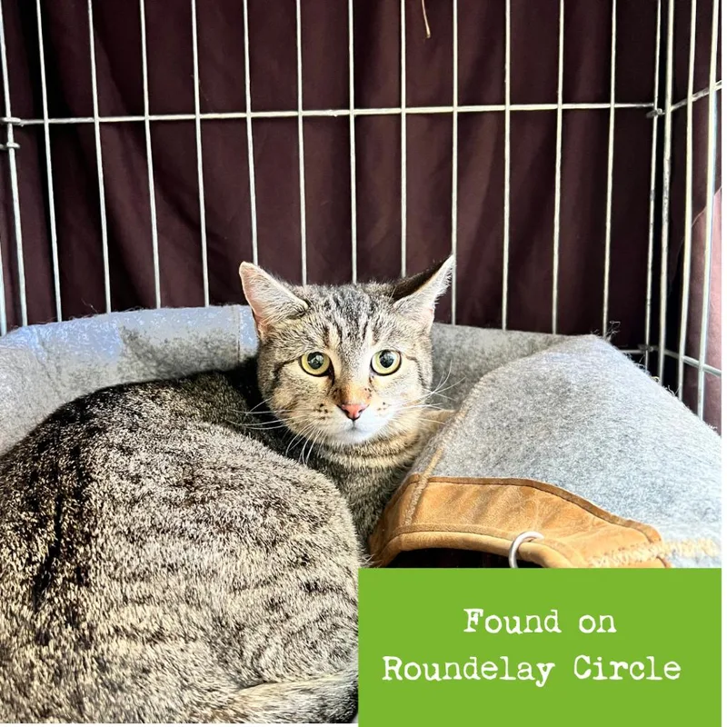 An adult medium-sized female Brown / Chocolate Domestic Short Hair cat named Mulberry for adoption in Lynchburg, VA
