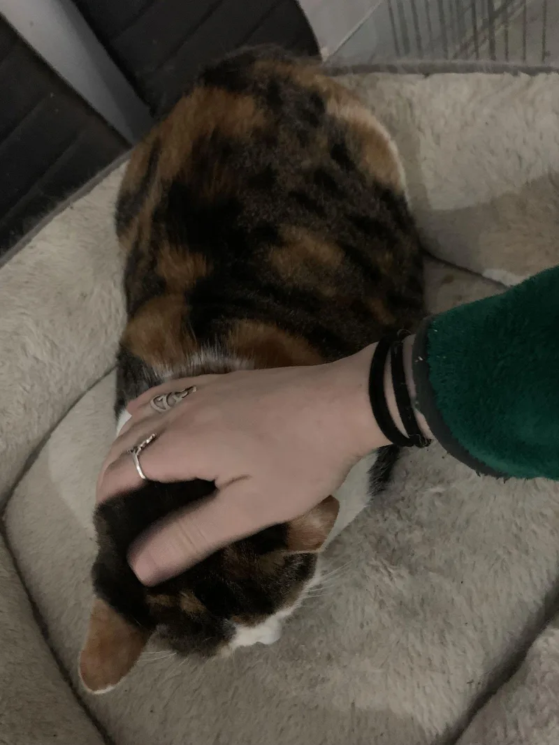 Miss Bean thumbnail 2