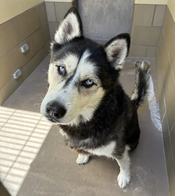 An adult medium-sized male Siberian Husky dog named Rocko for adoption in Riverside, CA