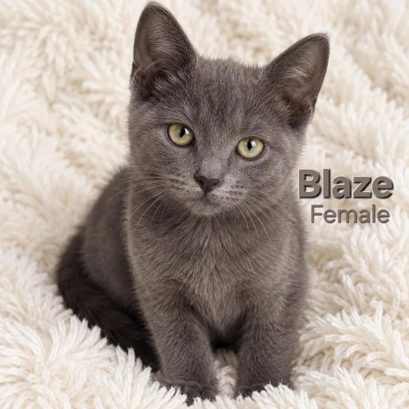 Blaze thumbnail 2