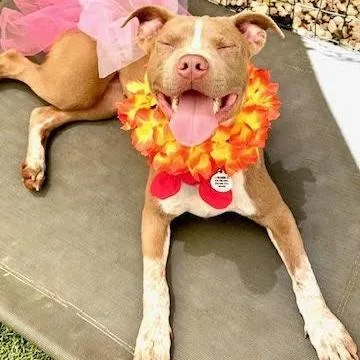 A young medium-sized female Golden Pit Bull Terrier dog named Elektra for adoption in Sun Valley, CA