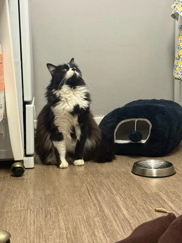 A senior small-sized female Domestic Long Hair cat named Magwa for adoption in San Diego, CA