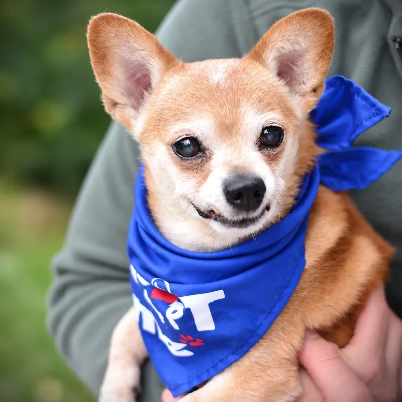 A senior small-sized male Brown / Chocolate Chihuahua dog named Bernie for adoption in Amsterdam, NY