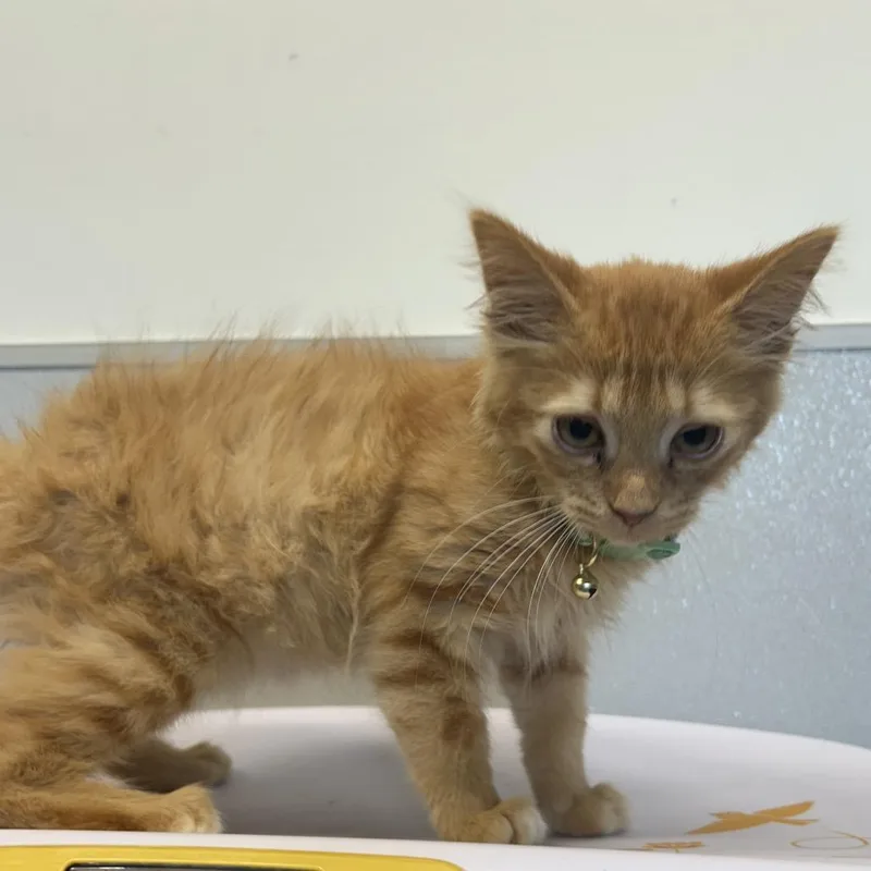 A baby small-sized female Orange / Red Domestic Medium Hair cat named Tilly for adoption in Tampa, FL