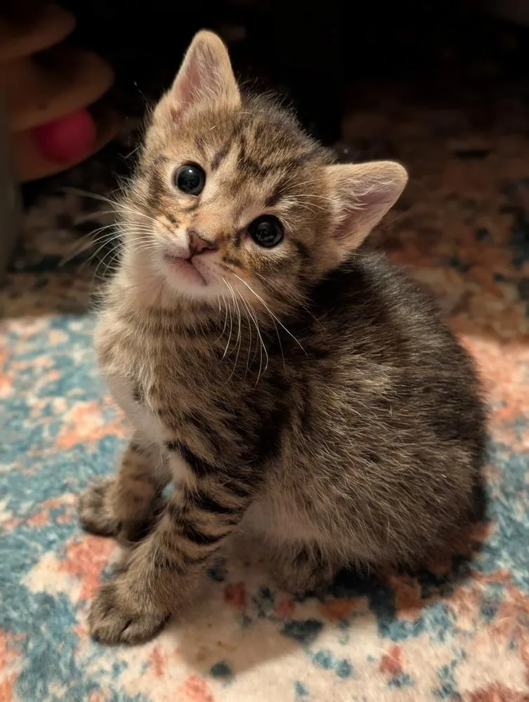 A baby small-sized male Tabby cat named Ocelot for adoption in Chicago, IL