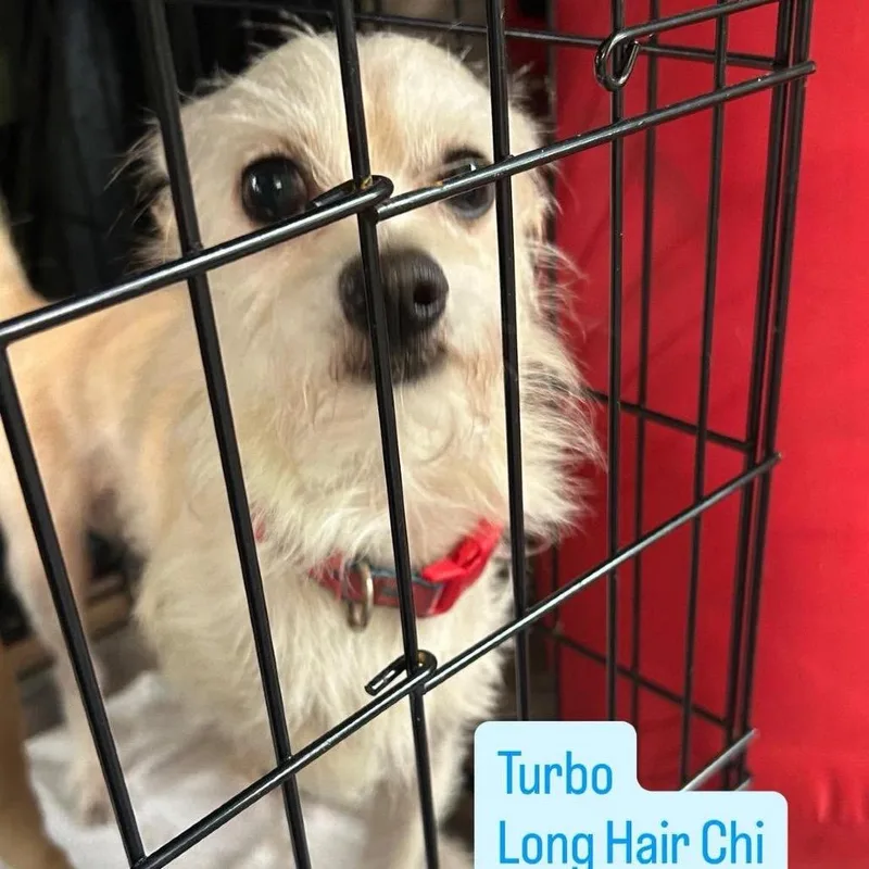 Turbo