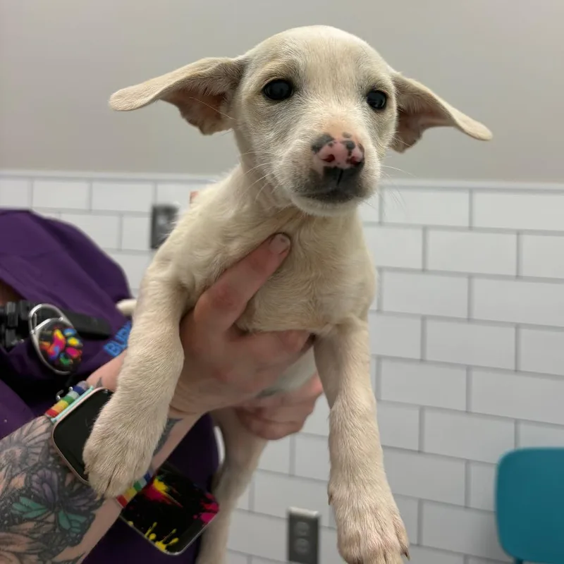 A baby small-sized female White / Cream Terrier dog named Cloud for adoption in Morganton, NC