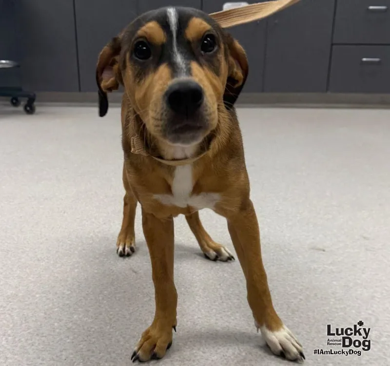 A young medium-sized male Beagle dog named Marley for adoption in Washington, DC