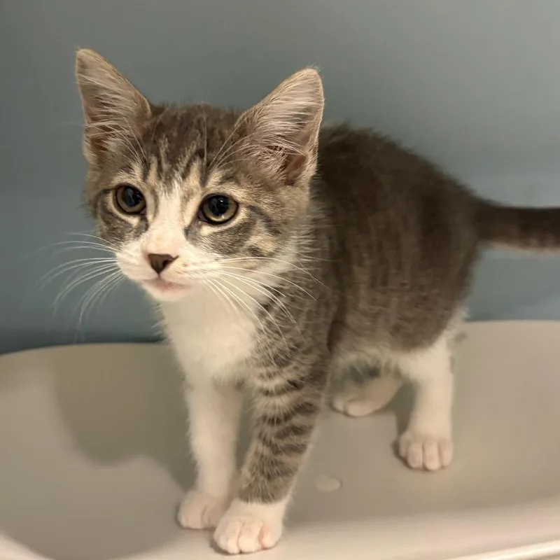 A baby small-sized female Gray / Blue / Silver Domestic Short Hair cat named Flora for adoption in Chattanooga, TN