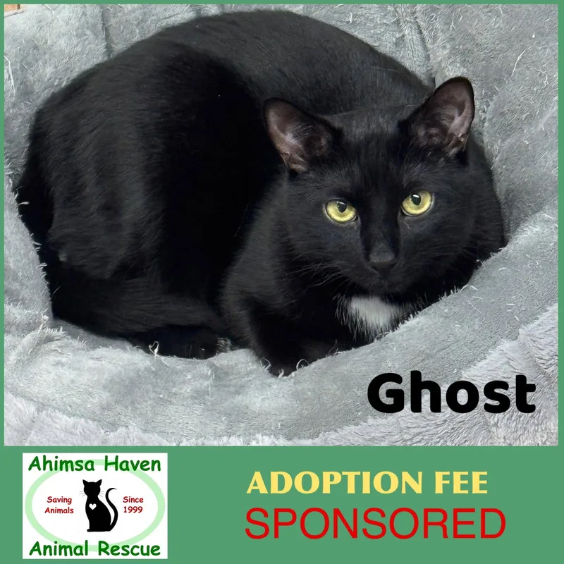 A young medium-sized male Domestic Short Hair cat named Ghost for adoption in Winchendon, MA