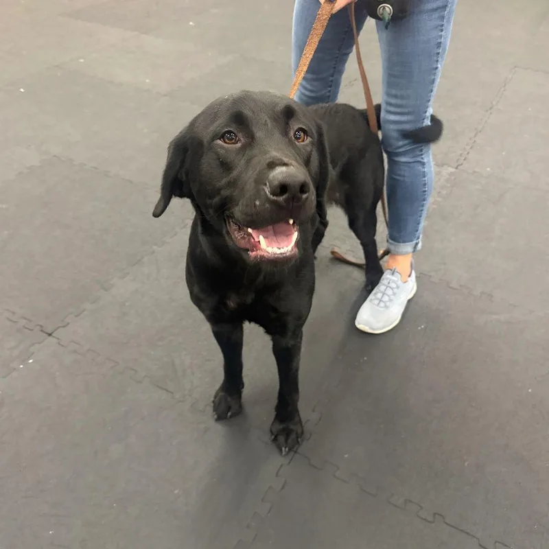 A young medium-sized male Black Labrador Retriever dog named Larry for adoption in North Bend, OR