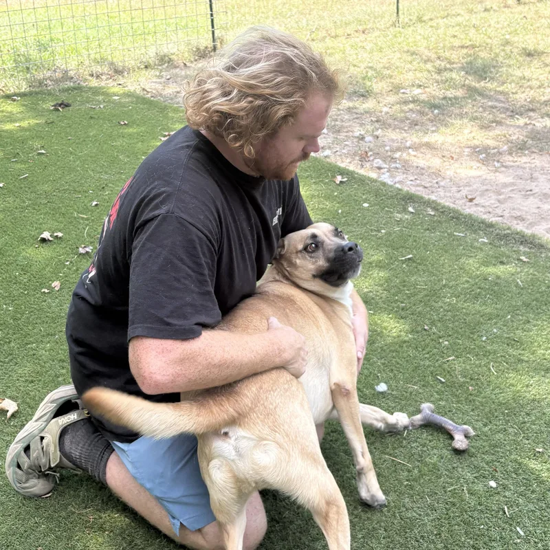 An adult large-sized male German Shepherd Dog dog named Royce for adoption in Magnolia, TX