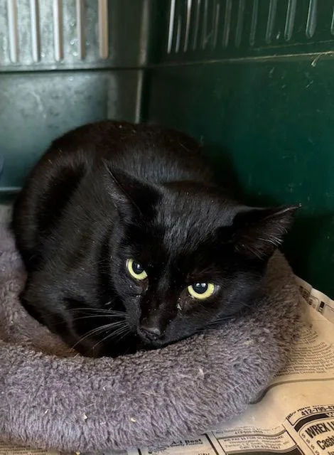 An adult medium-sized female Black Domestic Short Hair cat named Catalpa for adoption in Apollo, PA